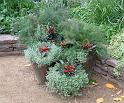 Herbs mixed in pots 